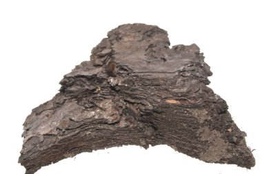 Beyaz arkaplanda ağaç kabuğu izole