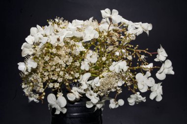 siyah arka plan üzerine izole bahar çiçek