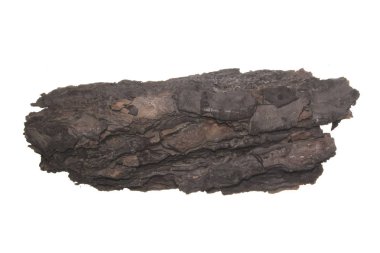 Beyaz arkaplanda ağaç kabuğu izole