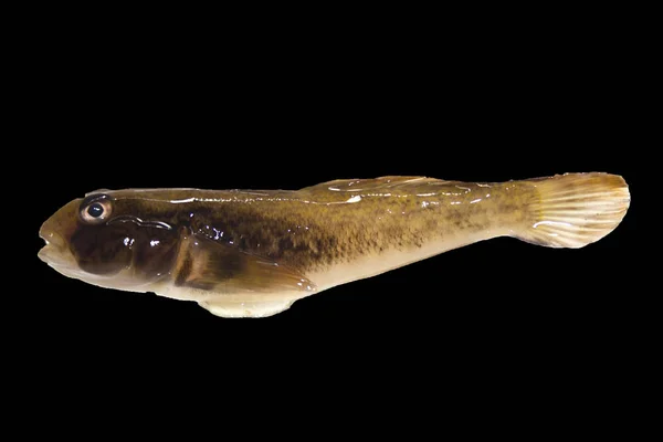 Peces aislados sobre un fondo negro — Foto de Stock