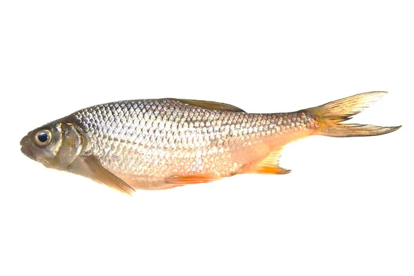 Fehér alapon izolált halak — Stock Fotó