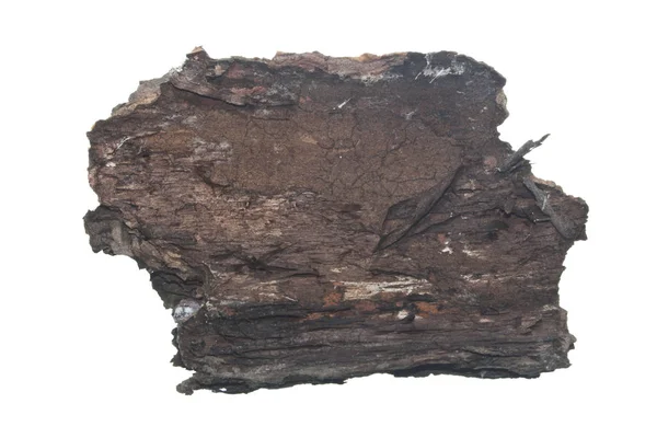 Tree bark isolated on white background — Stock Photo, Image