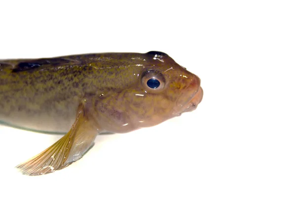 Peixes isolados sobre fundo branco — Fotografia de Stock