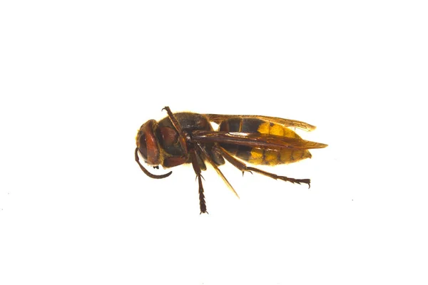 Wespe isoliert auf weißem Hintergrund — Stockfoto