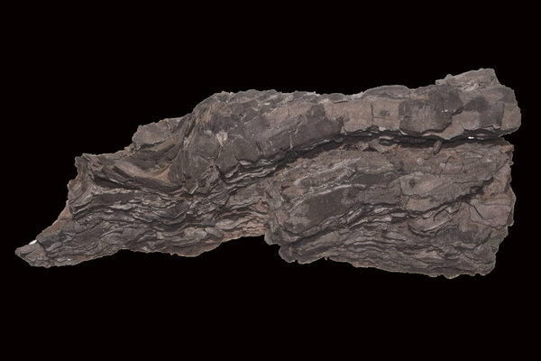 кора дерева изолированы на черном фоне
