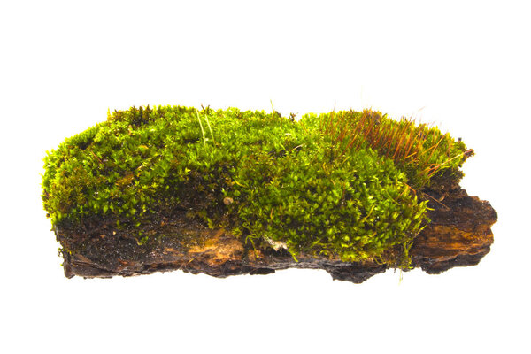 moss isolated on white background