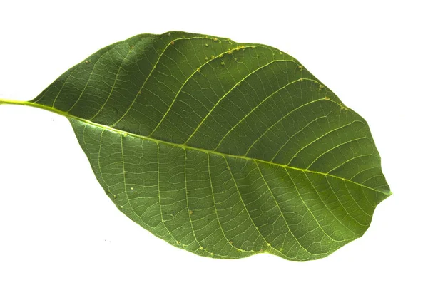 Hojas de árboles aislados sobre fondo blanco — Foto de Stock