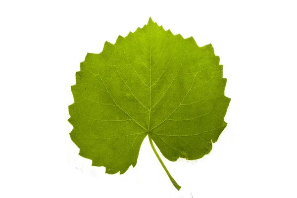 Blätter von Bäumen isoliert auf weißem Hintergrund — Stockfoto