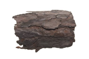 Beyaz arkaplanda ağaç kabuğu izole