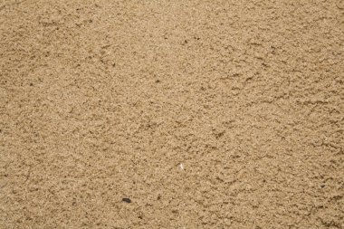 arka plan olarak nehir kumu üzerinde deniz kabuğu