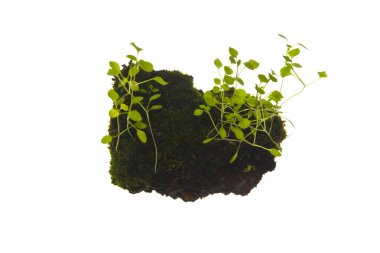 Beyaz arkaplanda yosun izole edildi