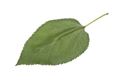 Beyaz arkaplanda yeşil yaprak izole edildi