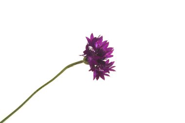 beyaz arkaplanda izole edilmiş çiçek