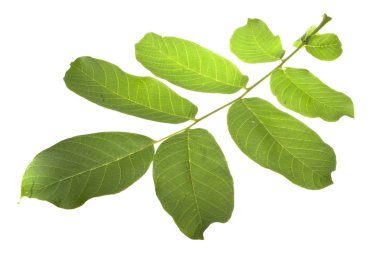 Beyaz arkaplanda yeşil yaprak izole edildi