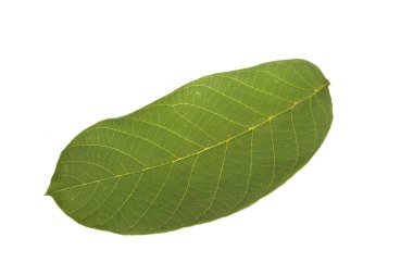 Beyaz arkaplanda yeşil yaprak izole edildi