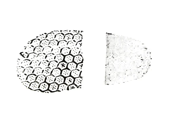 A fehér alapon izolált cipőtalpak lábnyoma — Stock Fotó