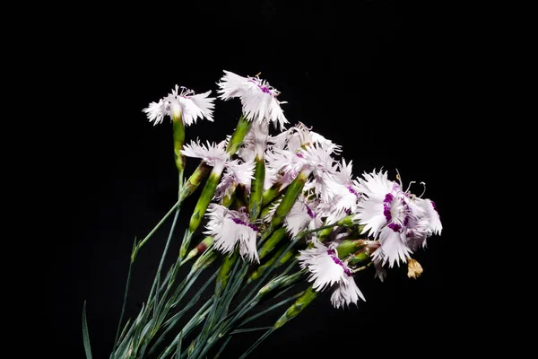 검은 배경에서 분리 된 꽃 — 스톡 사진