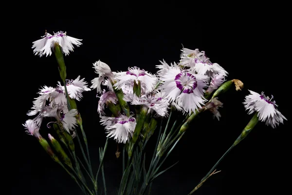 Blume isoliert auf schwarzem Hintergrund — Stockfoto