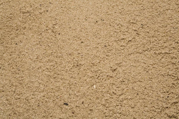 Muschel auf Flusssand als Hintergrund — Stockfoto