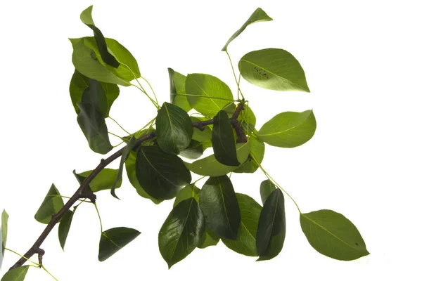 Feuille verte isolée sur fond blanc — Photo