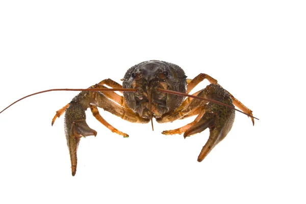 Crayfish diisolasi di latar belakang putih — Stok Foto