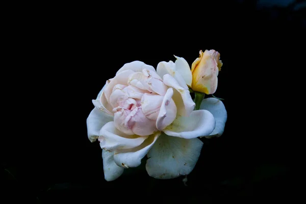 Květina izolované na černém pozadí — Stock fotografie