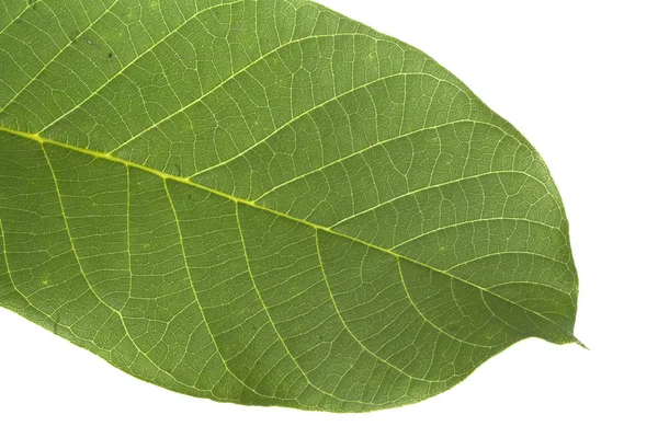Zelený list izolované na bílém pozadí — Stock fotografie