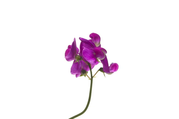 Květiny izolované na bílém pozadí — Stock fotografie