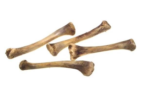 Kemikler beyaz arkaplanda izole