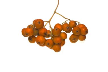 Beyaz arka plan üzerinde izole ashberry