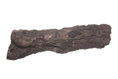 Beyaz arkaplanda ağaç kabuğu izole