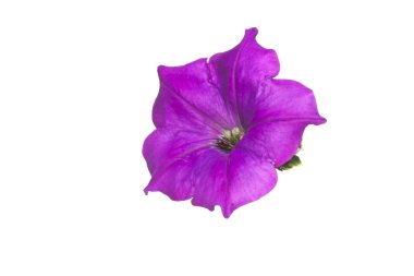 beyaz arkaplanda izole edilmiş çiçek