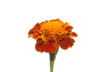 beyaz arkaplanda izole edilmiş çiçek