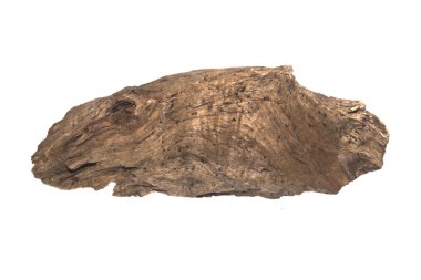 Beyaz arka plan üzerinde izole Şubesi