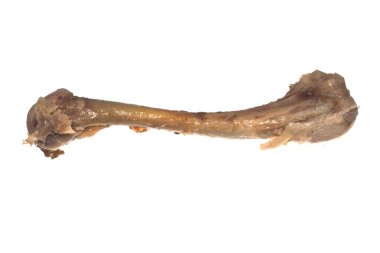 Beyaz arka plan üzerinde izole kemik