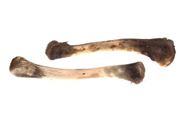 Kemikler beyaz arkaplanda izole