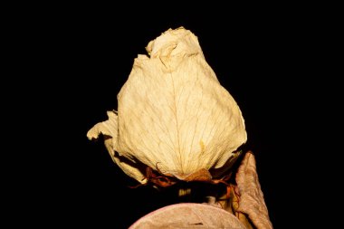 kuru gül siyah arkaplanda izole