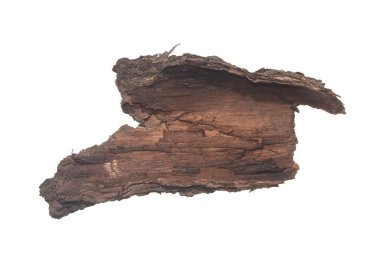 Beyaz arkaplanda ağaç kabuğu izole