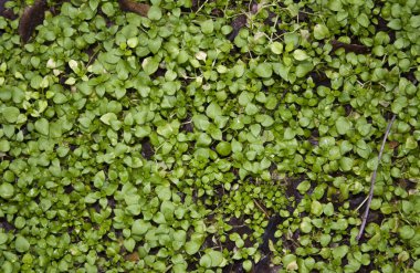 Beyaz arkaplanda yeşil çimen izole