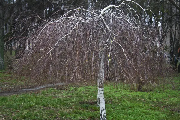 Corteza de árbol aislada sobre fondo blanco — Foto de Stock