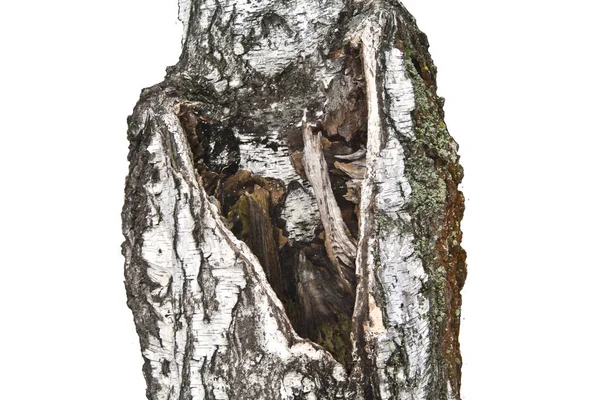 Kůra stromu izolované na bílém pozadí — Stock fotografie