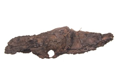 Beyaz arkaplanda ağaç kabuğu izole