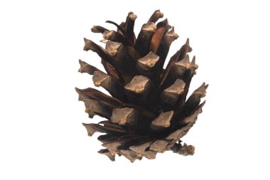 Beyaz arkaplanda koni izole edildi