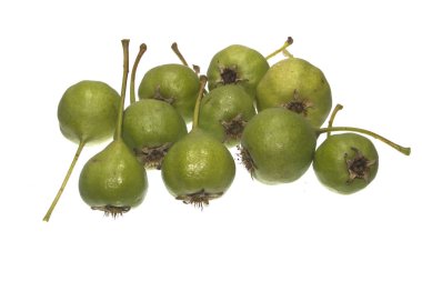 armut beyaz arkaplanda izole edildi