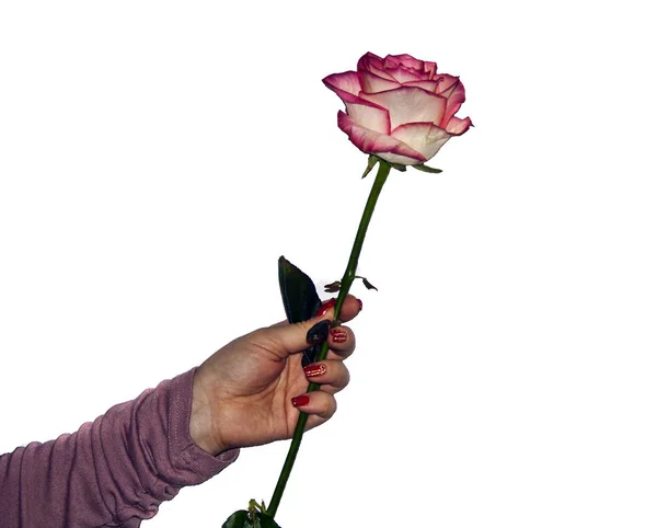 Роза на белом фоне — стоковое фото