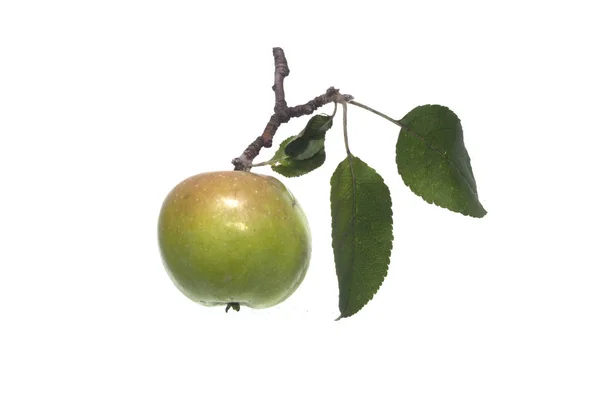 Manzana aislada sobre fondo blanco — Foto de Stock