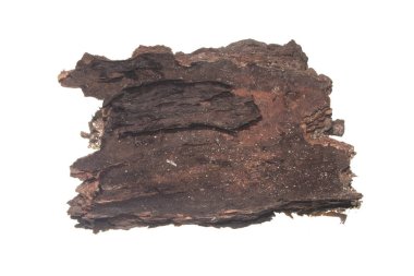 Beyaz arkaplanda ağaç kabuğu izole