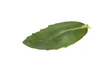 Beyaz arkaplanda yeşil yaprak izole edildi