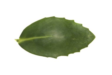 Beyaz arkaplanda yeşil yaprak izole edildi