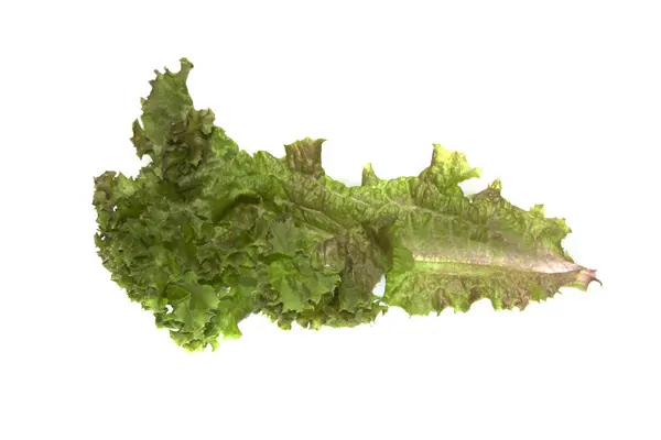 Salade geïsoleerd op witte achtergrond — Stockfoto
